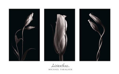 Lisianthus by Michael Faragher Pricing Limited Edition Print image