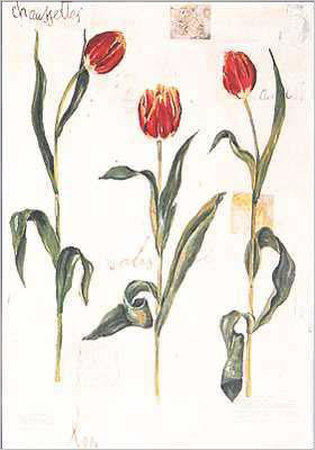 Tulip I by Lucie Tennant Pricing Limited Edition Print image