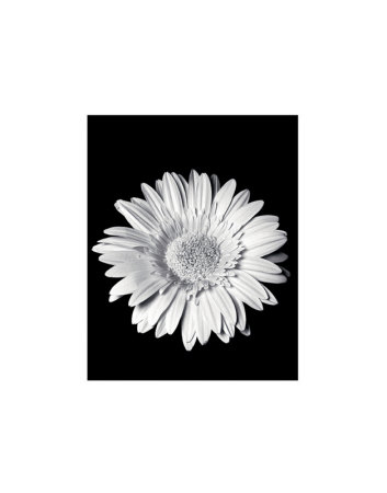 Gerbera by Sara Liu Pricing Limited Edition Print image