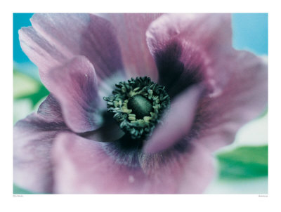 Anemone by Ella Doran Pricing Limited Edition Print image