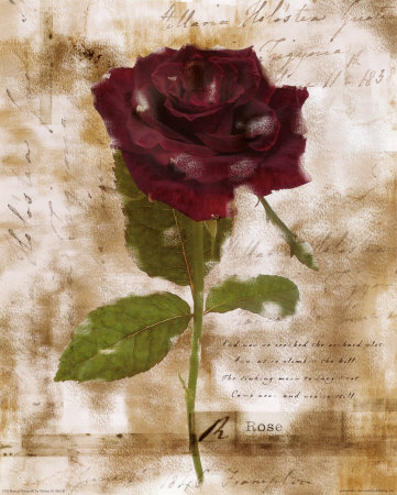 Rose Of Verona Iii by Melissa Mcgill Pricing Limited Edition Print image