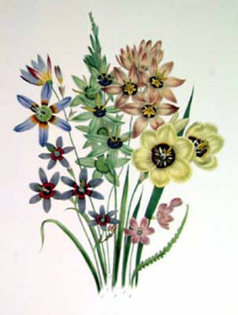 Wand Flowers by Jane W. Loudon Pricing Limited Edition Print image