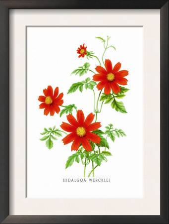 Hidalgoa Wercklei by H.G. Moon Pricing Limited Edition Print image