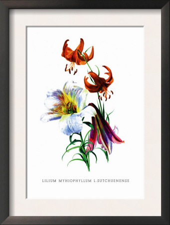 Lilium Myhiophyllum: L. Sutchuenense by H.G. Moon Pricing Limited Edition Print image