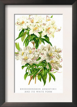 Rhododendron Augustinii And Its White Form by H.G. Moon Pricing Limited Edition Print image