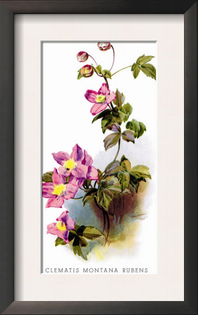 Clematis Montana Rubens by H.G. Moon Pricing Limited Edition Print image