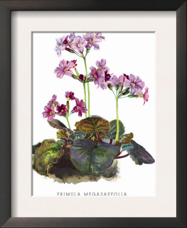 Primula Megasaefolia by H.G. Moon Pricing Limited Edition Print image