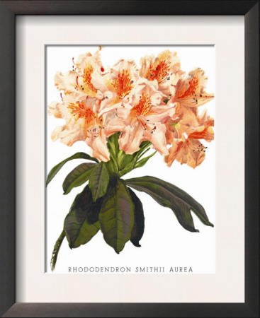 Rhododendron Smithii Aurea by H.G. Moon Pricing Limited Edition Print image