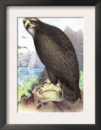 Sea Eagle by Theodore Jasper Pricing Limited Edition Print image