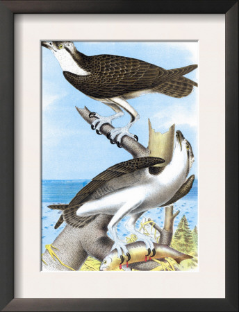 The Fish Hawk by Theodore Jasper Pricing Limited Edition Print image