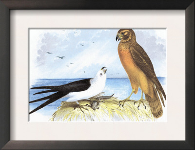 Swallow-Tailed Kite And Marsh Hawk by Theodore Jasper Pricing Limited Edition Print image