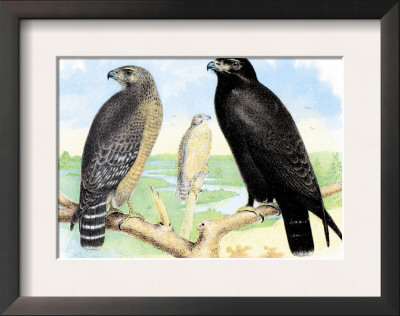 Red Shouldered Hawk by Theodore Jasper Pricing Limited Edition Print image