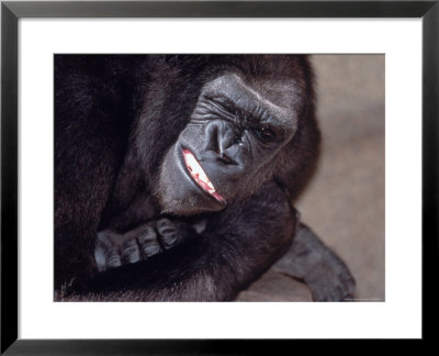 Lowland Gorilla (Captive) by Lynn M. Stone Pricing Limited Edition Print image