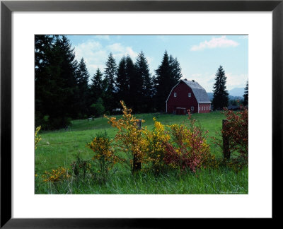 Red Barn In Meadow, Castle Rock, Washington by Michele Burgess Pricing Limited Edition Print image