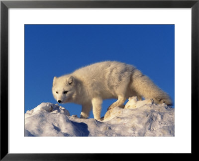 Arctic Fox, Alopex Lagopus by Robert Franz Pricing Limited Edition Print image