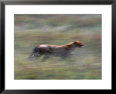 Cheetah Hunting, Acinonyx Jubatas, Tanzania by Robert Franz Pricing Limited Edition Print image