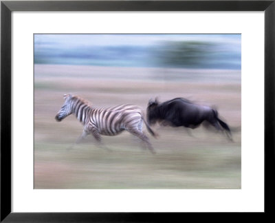 Burchell's Zebra Running, Tanzania by Robert Franz Pricing Limited Edition Print image