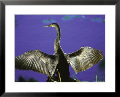 Anhinga Drying Wings by Timothy O'keefe Pricing Limited Edition Print image