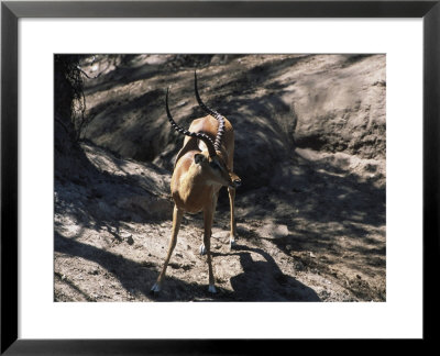 Impala Buck (Aepyceros Melampus) Along Mara River by Ralph Reinhold Pricing Limited Edition Print image