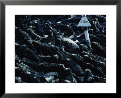 Marine Iguanas, Fernandina Island by Ernest Manewal Pricing Limited Edition Print image