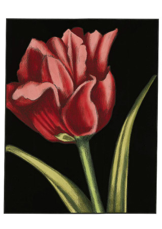 Vibrant Tulips Iv by Ethan Harper Pricing Limited Edition Print image
