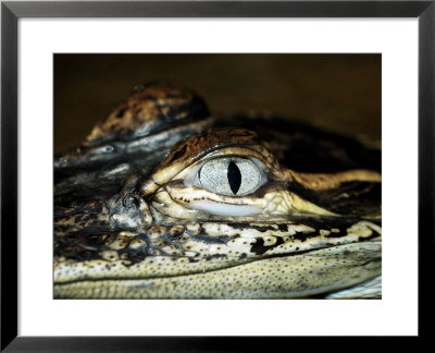 American Alligator, Alligato Mississippiensis by Larry F. Jernigan Pricing Limited Edition Print image