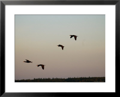 Birds Flying, Lake Scenes by Keith Levit Pricing Limited Edition Print image