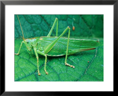 Great Green Bush-Cricket (Tettigonia Viridissima) On Leaf by Philippe Bonduel Pricing Limited Edition Print image