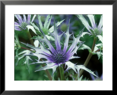 Marginal Stream Side Planting, Rodgersia, Pteridium Aquilinum (Bracken) (Fern) Forde Abbey, Dorset by Mark Bolton Pricing Limited Edition Print image