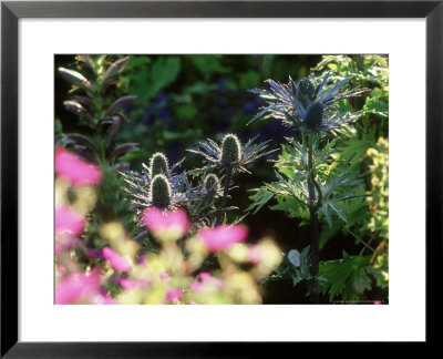 Eryngium Bourgattii by Mark Bolton Pricing Limited Edition Print image
