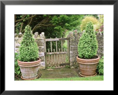 Small Wooden Gate In Stone Wall, With Cone Buxus (Box) Topiary In Containers by Mark Bolton Pricing Limited Edition Print image