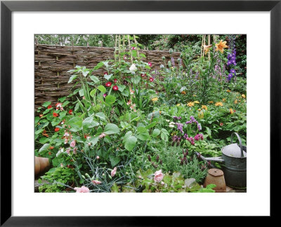 Woven Screen At Back Of Traditional Cottage Style Border Bob Purnell's Garden by Mark Bolton Pricing Limited Edition Print image