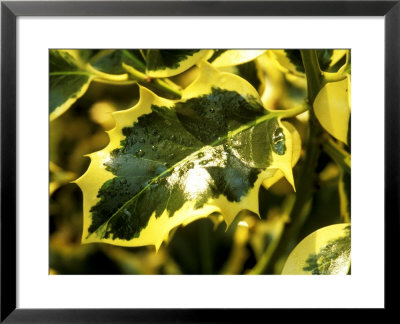Ilex Aquifolium, Golden Queen (Common Holly) by Mark Bolton Pricing Limited Edition Print image