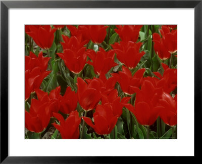 Tulipa Pieter De Leur (Tulip), Close-Up Of Bright Red Flowers by Mark Bolton Pricing Limited Edition Print image