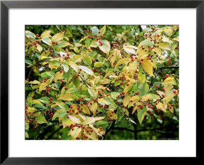 Korean Mountain Ash by Mark Bolton Pricing Limited Edition Print image