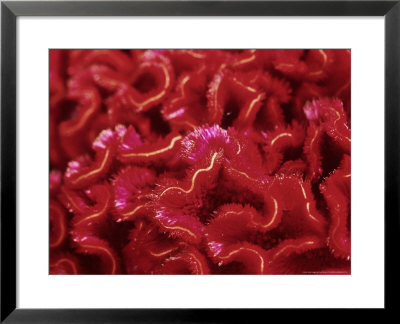 Celosia Argentea Var Cristata (Cockscomb) by Ruth Brown Pricing Limited Edition Print image