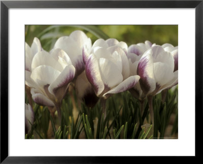 Crocus Chrysanthus (Prins Claus) by Chris Burrows Pricing Limited Edition Print image
