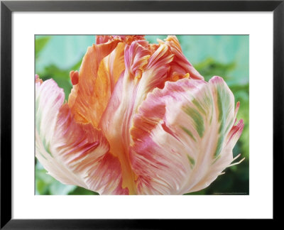 Parrot Tulip by Chris Burrows Pricing Limited Edition Print image