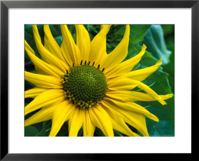 Helianthus Debilis Subsp. Cucumerifolius (Stella) (Sun Flower), Yellow Flower Head by Chris Burrows Pricing Limited Edition Print image