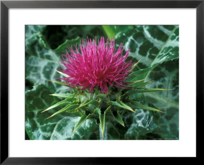 Silybum Marianum by Chris Burrows Pricing Limited Edition Print image