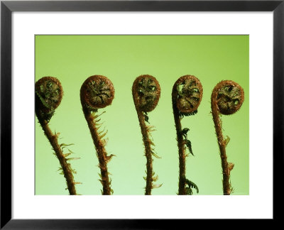 Fern Bud Unfolding Against Green Background by Rex Butcher Pricing Limited Edition Print image