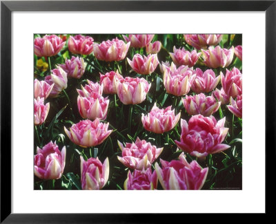 Tulipa Peach Blossom (Single Late Tulip/Agm) by Ron Evans Pricing Limited Edition Print image