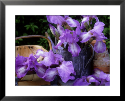Still Life Of Bearded Iris Blue Shimmer In Weathered Metal Watering Can And Wooden Garden Trug by James Guilliam Pricing Limited Edition Print image