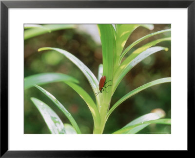 Lily Beetle On Lilium by Sunniva Harte Pricing Limited Edition Print image