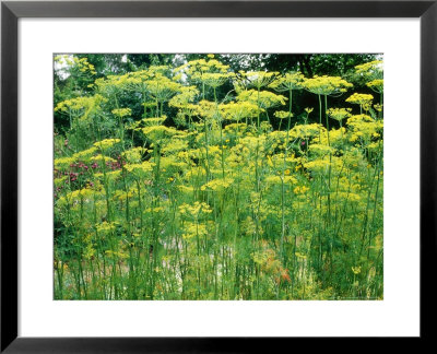 Dill (Anethum Graveolens) by Jacqui Hurst Pricing Limited Edition Print image
