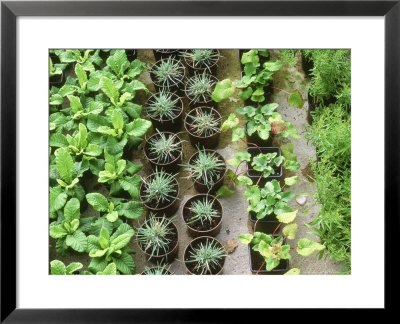 Rows Of Cuttings In Pots Wretham Lodge Norfolk by Jacqui Hurst Pricing Limited Edition Print image