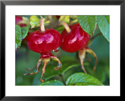 Rosa Rugosa Hips September by Lynn Keddie Pricing Limited Edition Print image