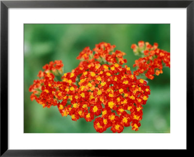 Achillea Walther Funcke, Close-Up Of Red Flower Head by Lynn Keddie Pricing Limited Edition Print image