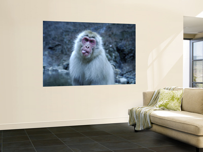 Snow Monkey At Jigokudani, Shiga Kogen by Mark Hemmings Pricing Limited Edition Print image