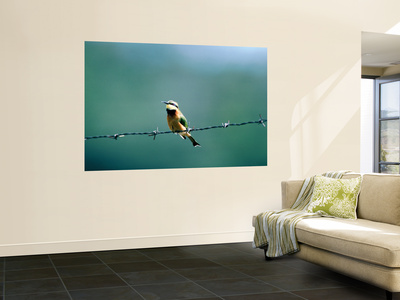Little Bee-Eater ( Merops Pusillus ), Lake Mcilwaine National Par by Ray Tipper Pricing Limited Edition Print image